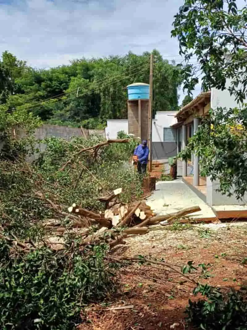 Goiás registra detecção de psilídeos contaminados pelo greening 3 Plantações contaminadas por pragas