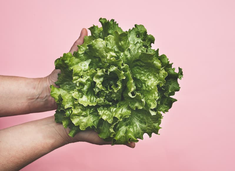 Janeiro favorece o plantio de hortaliças em diferentes regiões do Brasil 2 Plantio de Alface