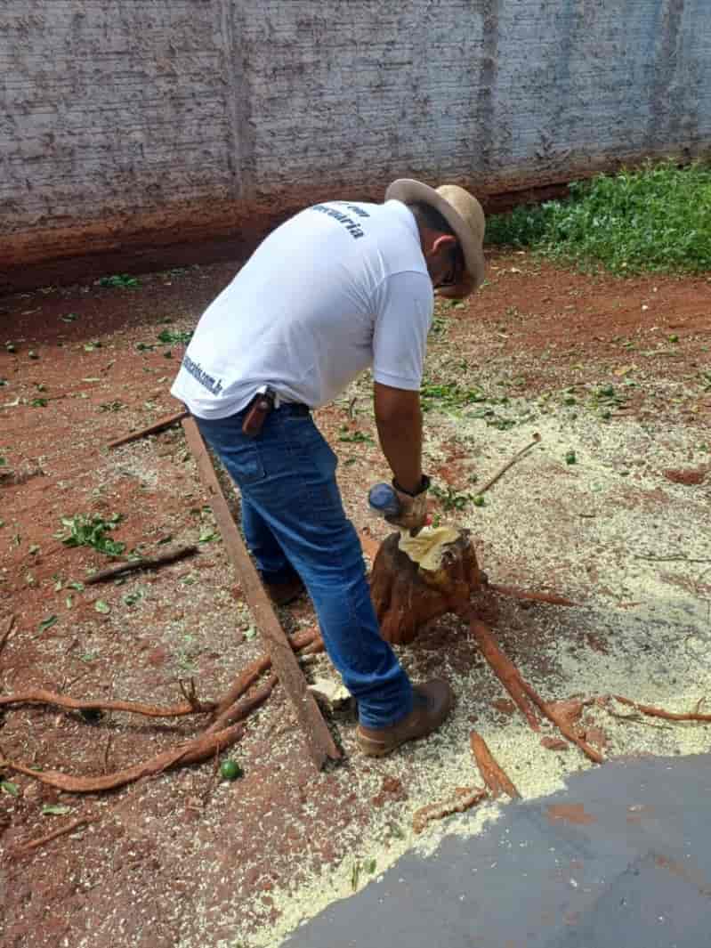 Goiás registra detecção de psilídeos contaminados pelo greening 2 Psilideos contaminados