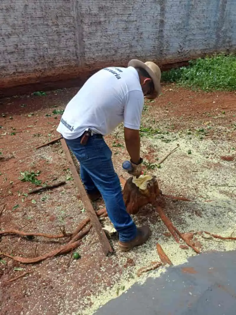 Goiás registra detecção de psilídeos contaminados pelo greening 2 Psilideos contaminados