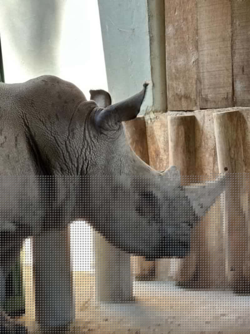 Rinoceronte branco Atanásio é transferido do Chile para o Zooparque de SP 2 Rinocerante