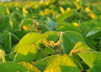 Plantio da soja em Goiás entra na reta final e termina em 2 de janeiro