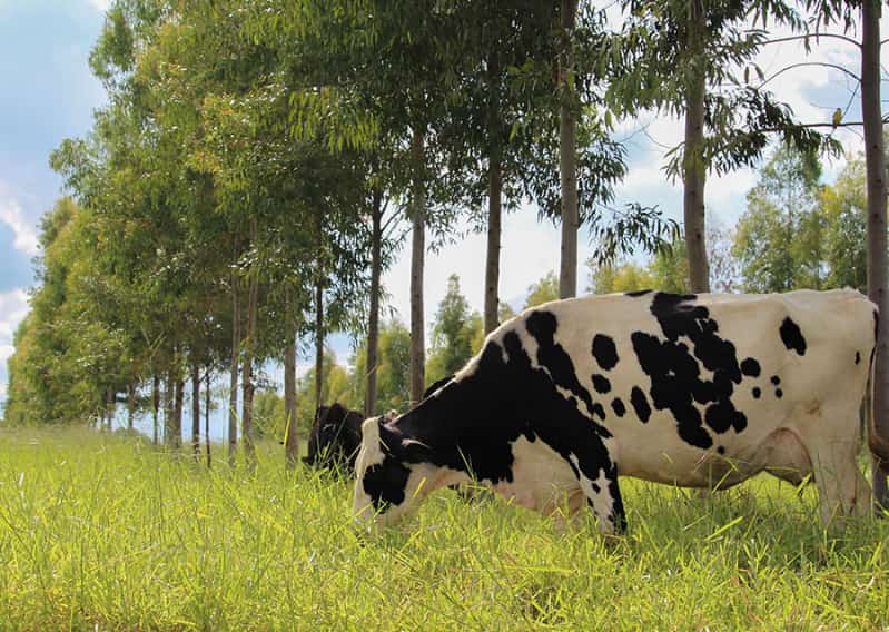 Sequestro de carbono 