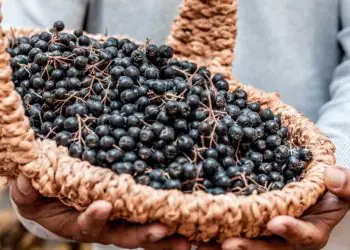 Açaí é reconhecido como fruta nacional e ganha proteção contra biopirataria