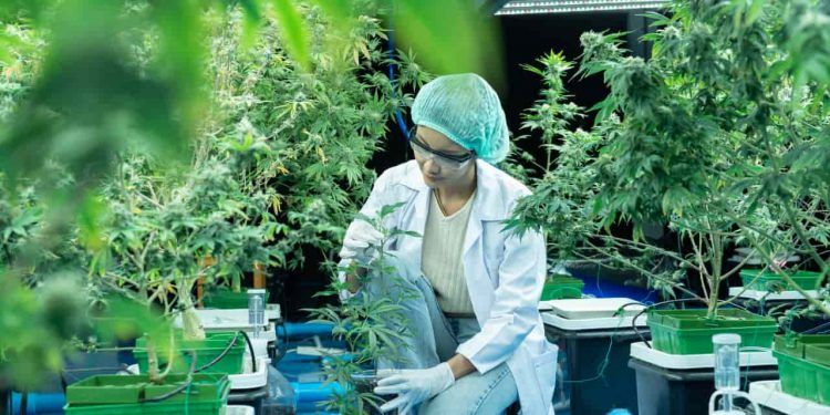 Anvisa define regras para produção de cannabis medicinal no Brasil 1 Anvisa define regras para produção de cannabis medicinal no Brasil