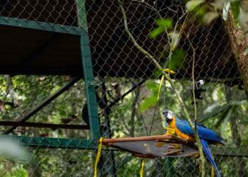 Araras-canindés retornam à Mata Atlântica no Parque Nacional da Tijuca