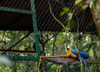 Araras-canindés retornam à Mata Atlântica no Parque Nacional da Tijuca