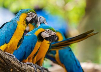 Araras-canindés retornam à Mata Atlântica no Parque Nacional da Tijuca