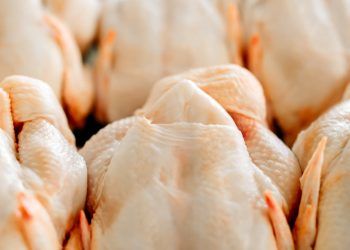 Avicultura brasileira encerra 2025 com recorde nas exportações de carne de frango