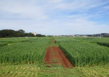 Brasil propõe método inovador para reduzir impacto ambiental de biocombustíveis