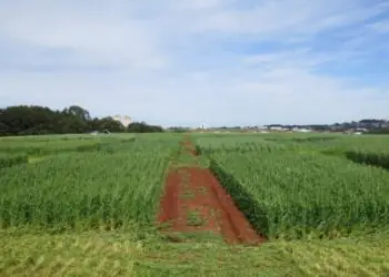 Brasil propõe método inovador para reduzir impacto ambiental de biocombustíveis