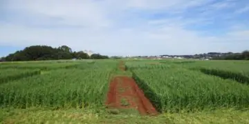Brasil propõe método inovador para reduzir impacto ambiental de biocombustíveis
