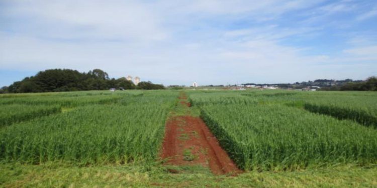 Brasil propõe método inovador para reduzir impacto ambiental de biocombustíveis 1 Brasil propõe método inovador para reduzir impacto ambiental de biocombustíveis