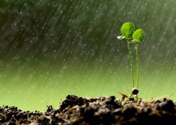 Chuvas intensas elevam preocupação com a perda de solo no campo; veja como prevenir 5 Chuvas intensas elevam preocupação com a perda de solo no campo; veja como prevenir