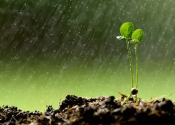 Chuvas intensas elevam preocupação com a perda de solo no campo; veja como prevenir