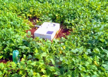 Coinoculação reduz em 50% emissão de gás de efeito estufa em lavouras de feijão