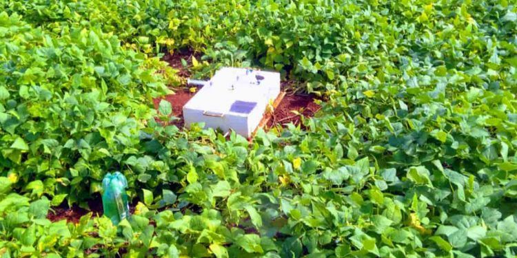 Coinoculação reduz em 50% emissão de gás de efeito estufa em lavouras de feijão 1 Coinoculação reduz em 50% emissão de gás de efeito estufa em lavouras de feijão