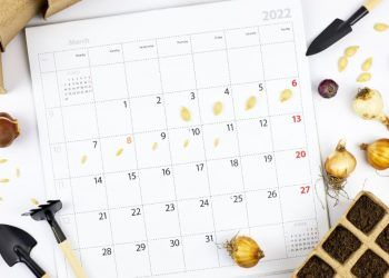 Conab divulga calendário de levantamentos agrícolas para 2026; confira 7 Conab divulga calendário de levantamentos agrícolas para 2026; confira