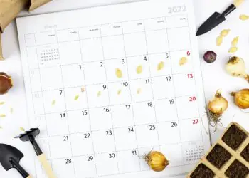 Conab divulga calendário de levantamentos agrícolas para 2026; confira