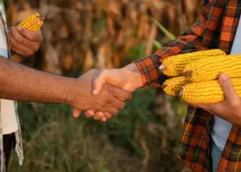 Conab reabre vendas de milho do Programa de Venda em Balcão 6 Conab reabre vendas de milho do Programa de Venda em Balcão