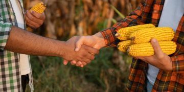 Conab reabre vendas de milho do Programa de Venda em Balcão