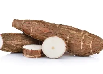 Embrapa abre cadastro para produtores de mudas de mandioca; veja como fazer 9 Embrapa abre cadastro para produtores de mudas de mandioca; veja como fazer