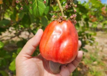 Embrapa abre edital para disponibilização do novo clone de cajueiro BRS 805