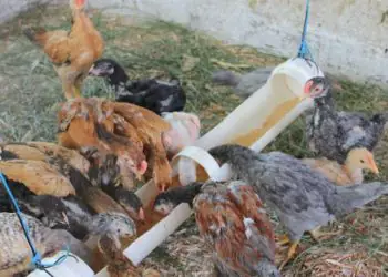 Embrapa abre inscrições para cursos gratuitos sobre criação de galinhas caipiras