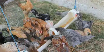 Embrapa abre inscrições para cursos gratuitos sobre criação de galinhas caipiras