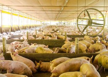 Embrapa lança ferramenta inovadora para monitorar doenças em suínos