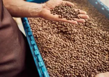 Exportações de café caem em volume, mas Brasil alcança receita recorde em 2025