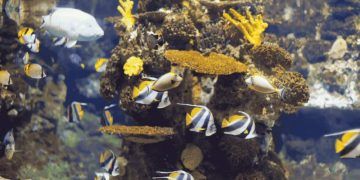 Exportações de peixes ornamentais registram avanço do projeto AquaBrasil