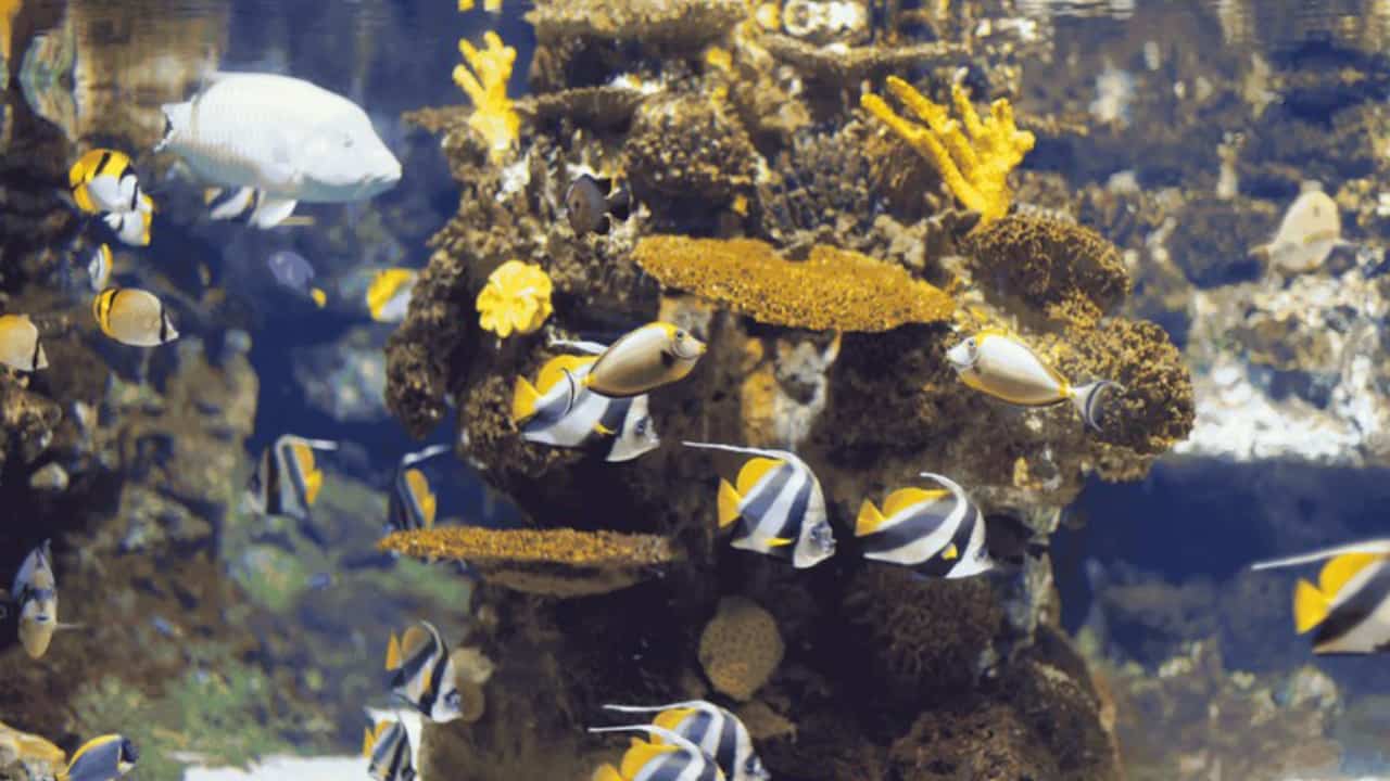 Exportações de peixes ornamentais registram avanço do projeto AquaBrasil