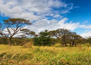 Goiás abre novo ciclo do PSA Cerrado em Pé e amplia alcance para 14 municípios