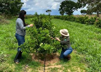 Goiás conclui levantamento fitossanitário sem novos registros de cancro cítrico