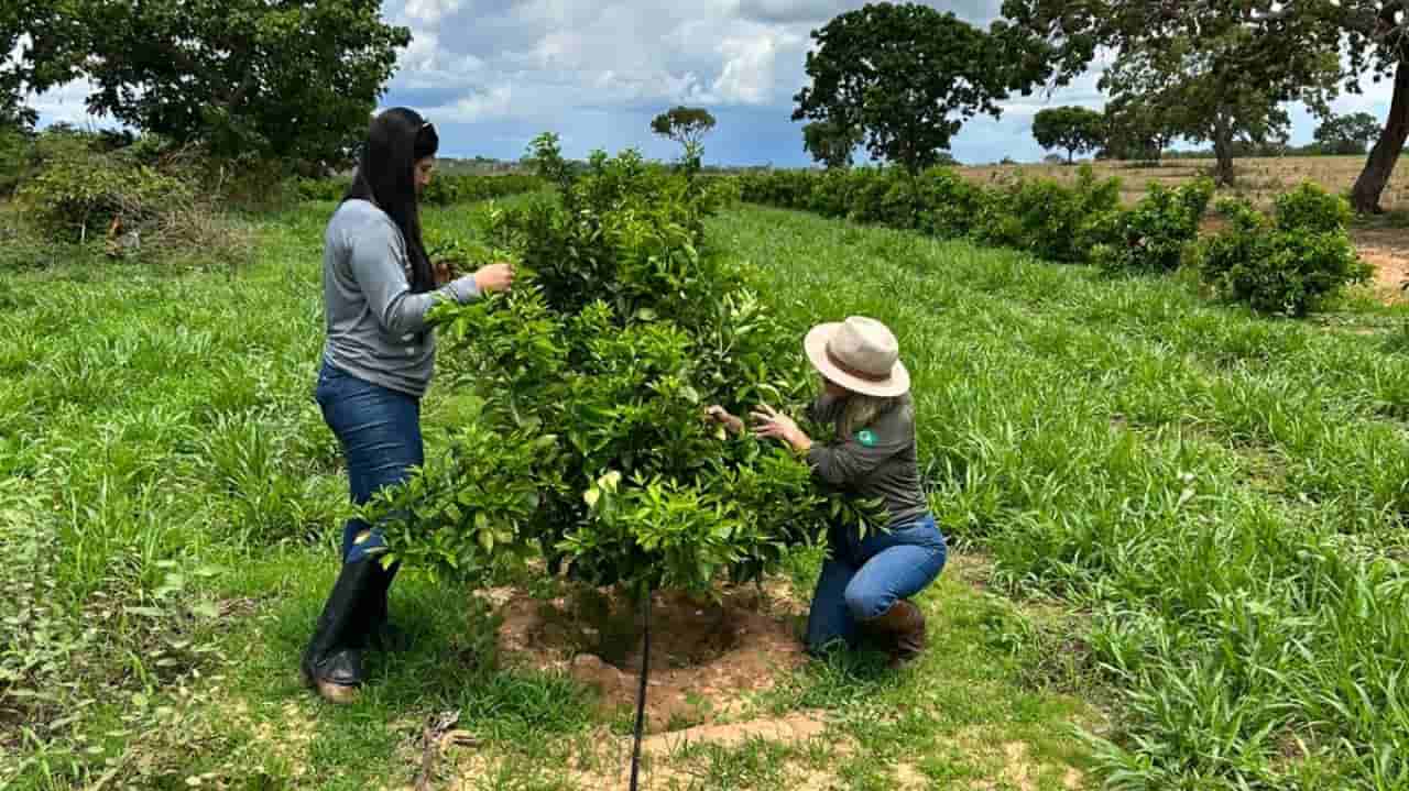 Goiás conclui levantamento fitossanitário sem novos registros de cancro cítrico