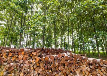Goiás estrutura plano para organização do setor florestal