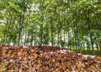 Goiás estrutura plano para organização do setor florestal