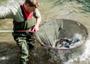 Governo define novas regras para coleta de dados da atividade pesqueira