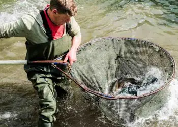Governo define novas regras para coleta de dados da atividade pesqueira