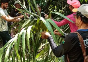 Governo formaliza cooperação para ações culturais em territórios tradicionais