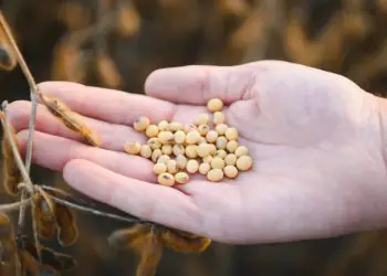 Moratória da Soja volta a vigorar em Mato Grosso e restringe benefícios fiscais