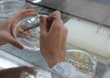 Novas técnicas buscam tornar a inserção de genes mais eficiente no milho