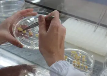 Novas técnicas buscam tornar a inserção de genes mais eficiente no milho