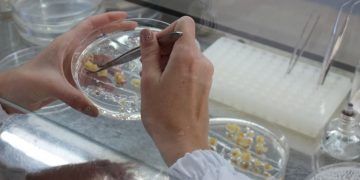 Novas técnicas buscam tornar a inserção de genes mais eficiente no milho