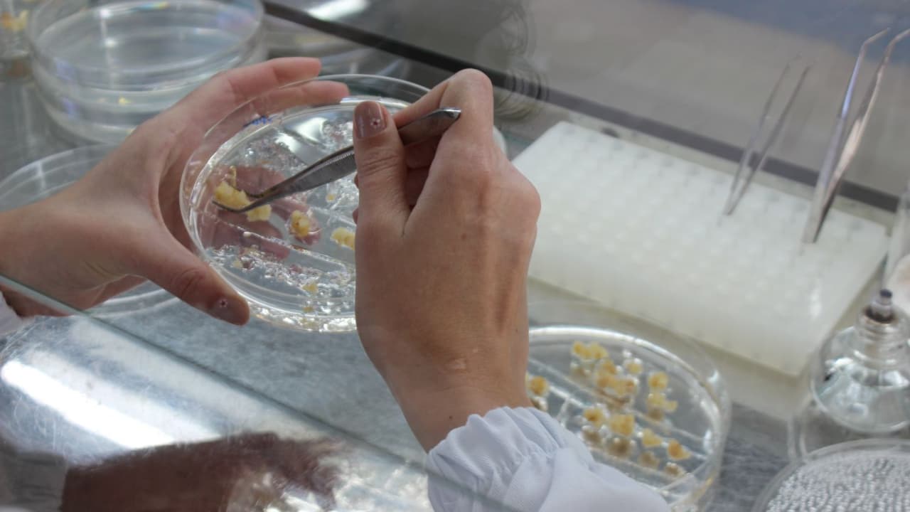 Novas técnicas buscam tornar a inserção de genes mais eficiente no milho