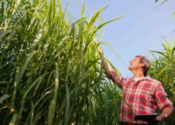 Novo zoneamento define áreas de risco para cultivo de cana-de-açúcar 6 Novo zoneamento define áreas de risco para cultivo de cana-de-açúcar