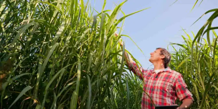 Novo zoneamento define áreas de risco para cultivo de cana-de-açúcar 1 Novo zoneamento define áreas de risco para cultivo de cana-de-açúcar