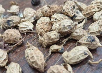 Pesquisa identifica gene de amendoim que fortalece lavouras contra seca e doenças 7 Pesquisa identifica gene de amendoim que fortalece lavouras contra seca e doenças