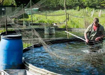 Piscicultura brasileira fecha 2025 com US$ 60 milhões em exportações 6 Piscicultura brasileira fecha 2025 com US$ 60 milhões em exportações